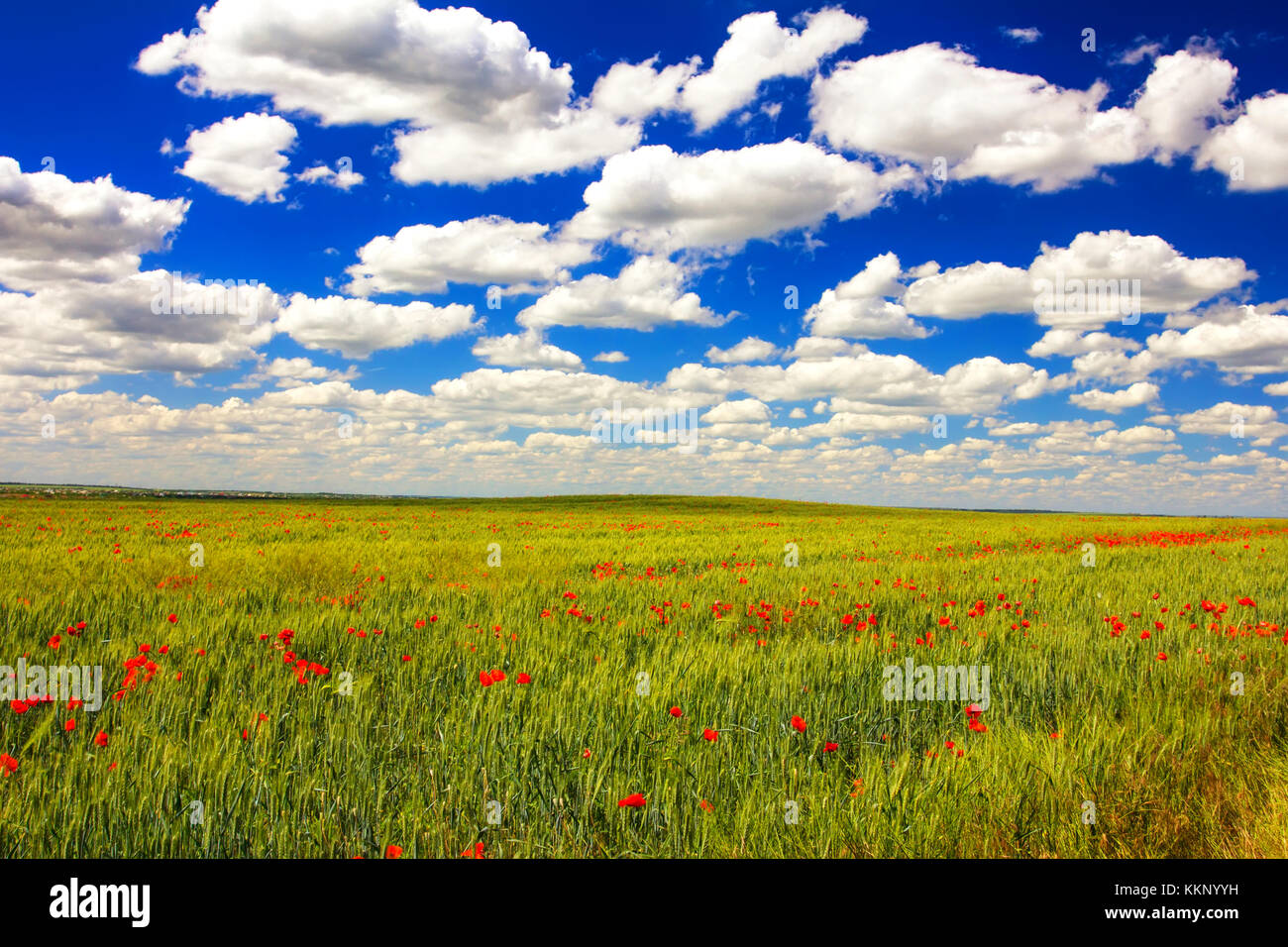 field of wheat, poppy Stock Photo - Alamy