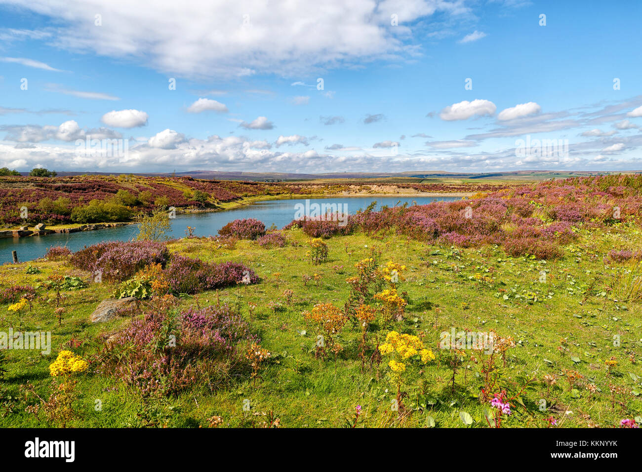 Blubberhouses Quarry,now flooded, on a summers day with heather in
