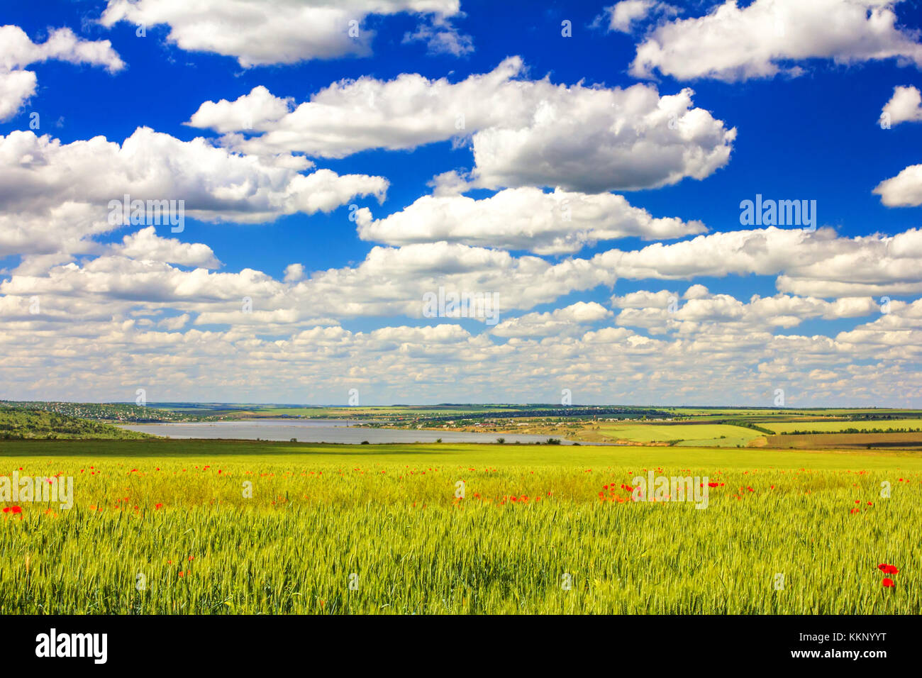 field of wheat, poppy Stock Photo - Alamy