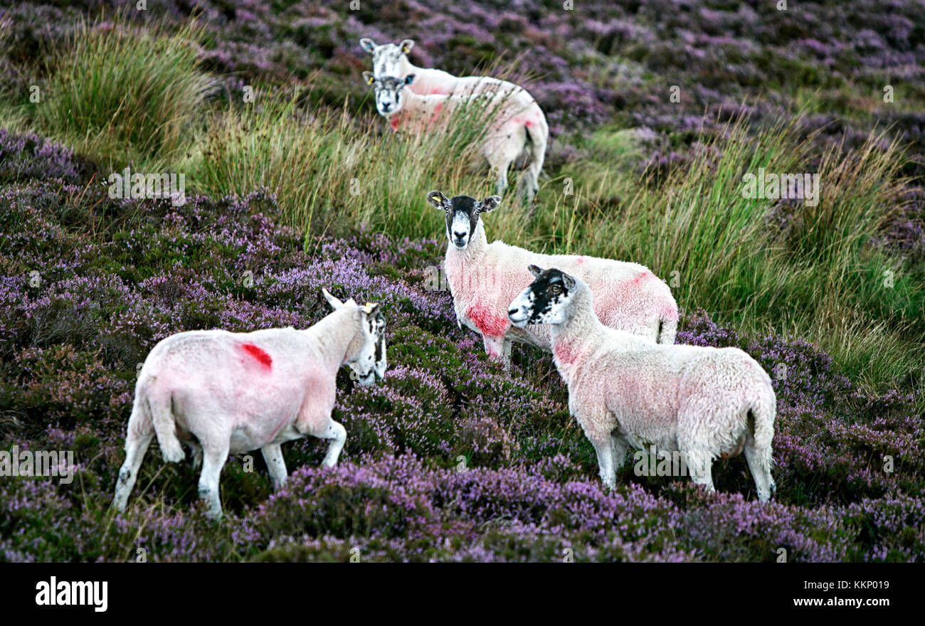 Sheep grazing amongst the heather on moorland in the beautiful Nidderdale area, North Yorkshire, UK Stock Photo