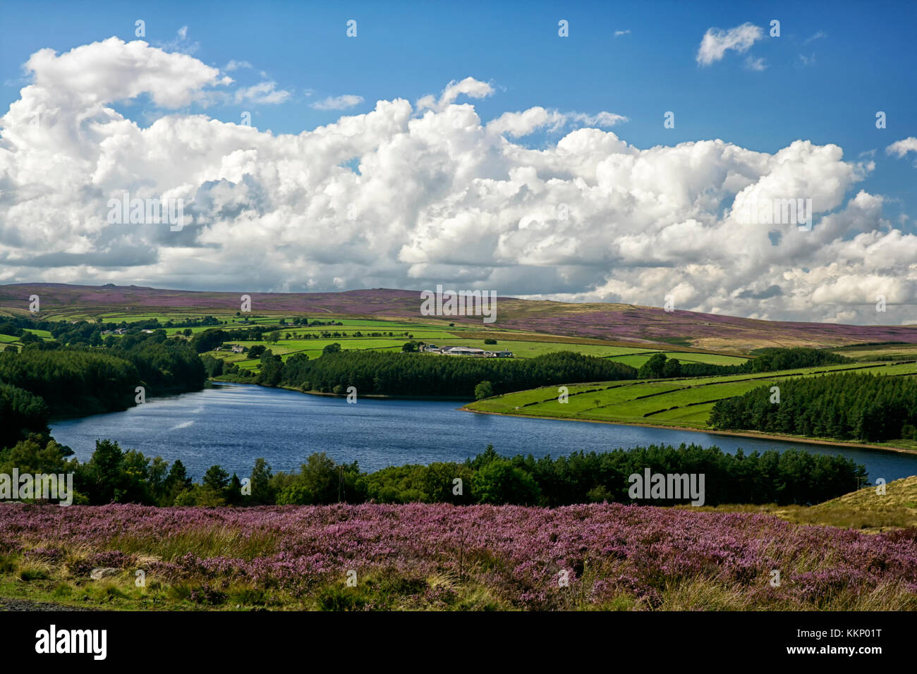 Thruscross reservoir, in the picturesque Washburn Valley, Nidderdale, North Yorkshire, framed in heather moorland on a beautiful summers day. Stock Photo