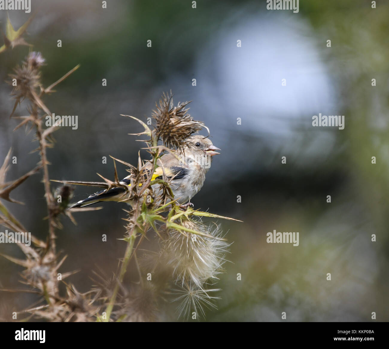 Birds thistle hires stock photography and images Alamy