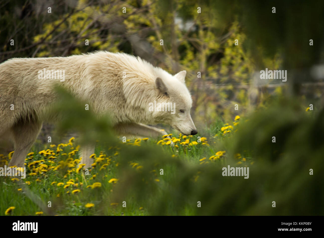 Arctic wolf smelling wild flowers Stock Photo