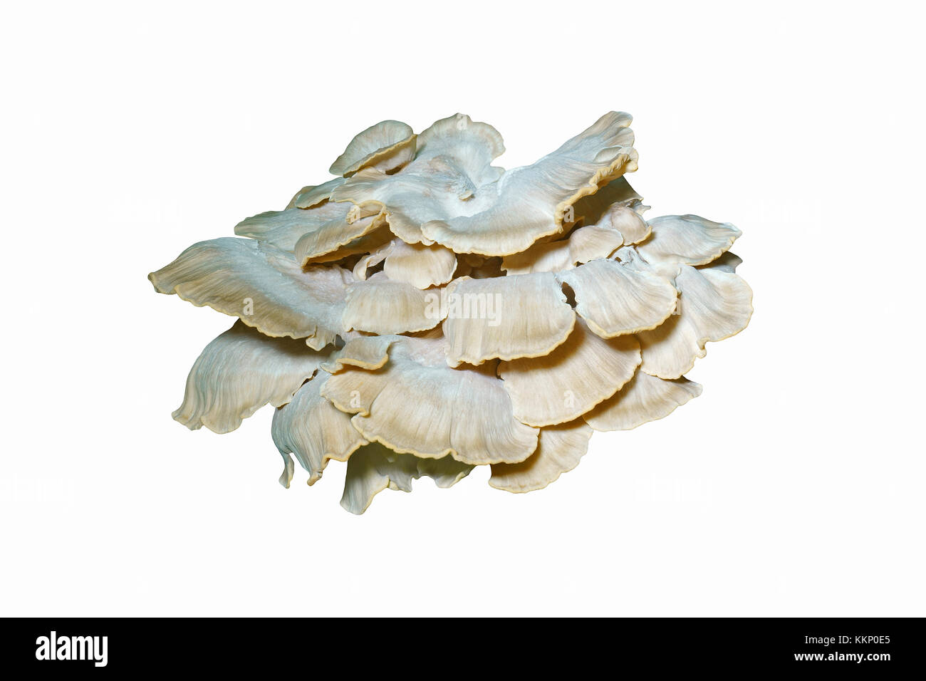 Giant polypore (Meripilus sumstinei). Called Black staining polypore also. Synonym: Grifolia sumstinei. Image of fungus isolated on white background Stock Photo