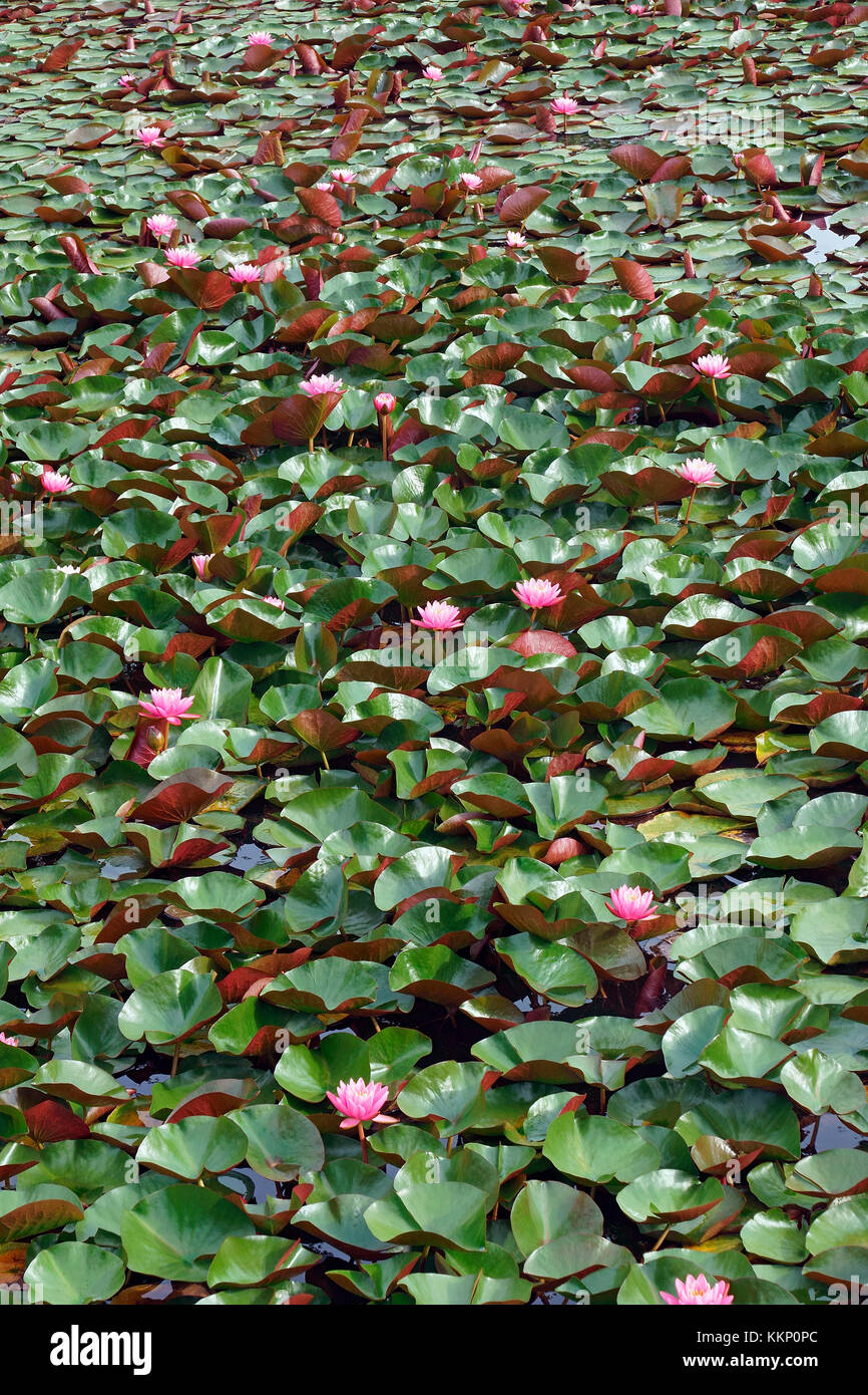 Americal white waterlily (Nymphaeae odorata). Called Fragrant water-lily, Beaver root, Sweet-scented white water lily also Stock Photo
