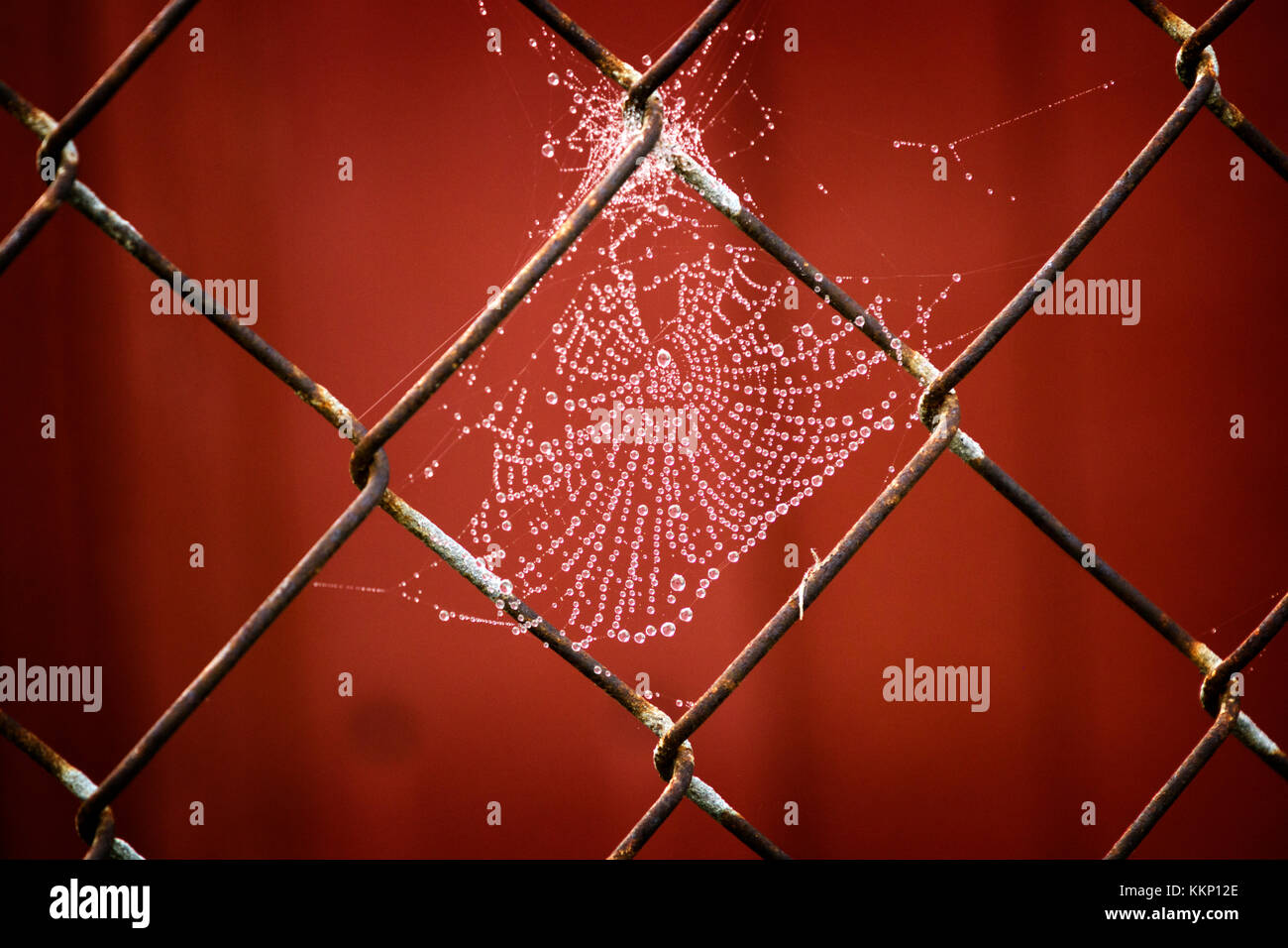 Spider web on a fence revealed in morning dew. Stock Photo