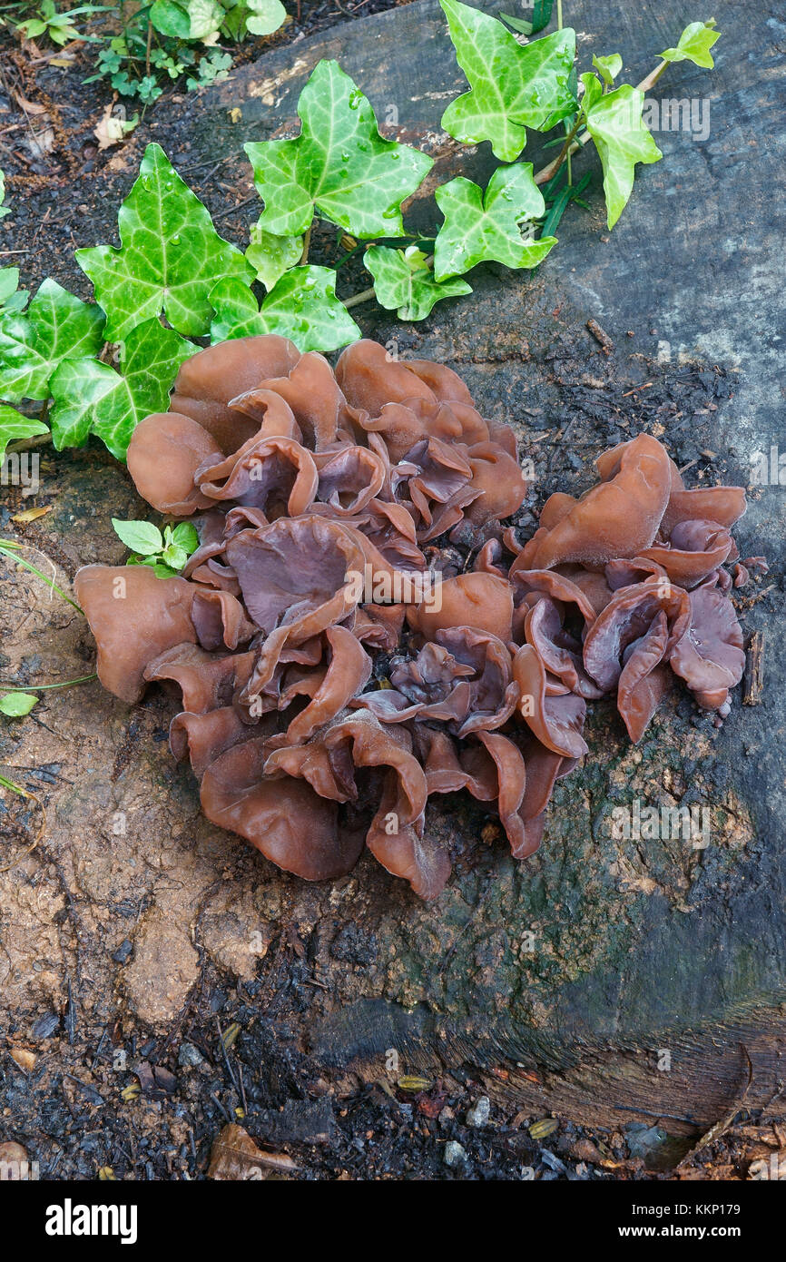 Jelly ear (Auricularia auriculajudae). Called Wood ear, Jew ear, Judas