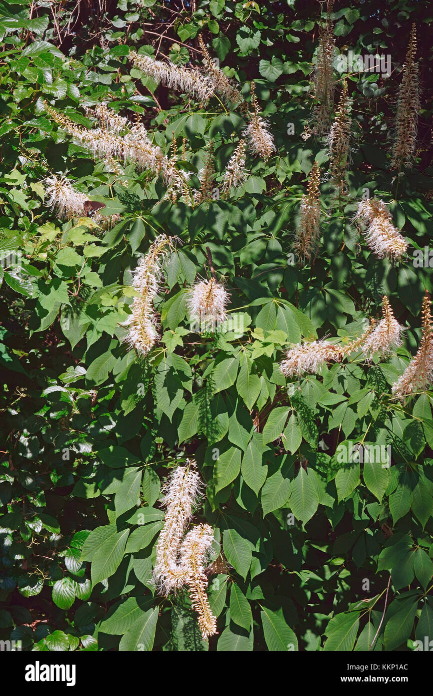 Rogers bottlebrush buckeye (Aesculus parviflora var. serotina Rogers