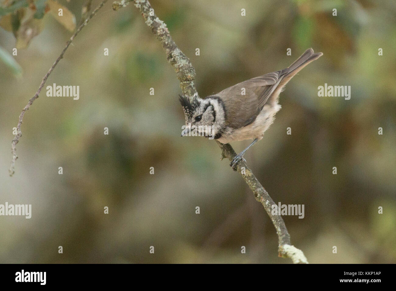 Crested Tit (Lophophanes cristatus) in tree, Provence, France Stock Photo