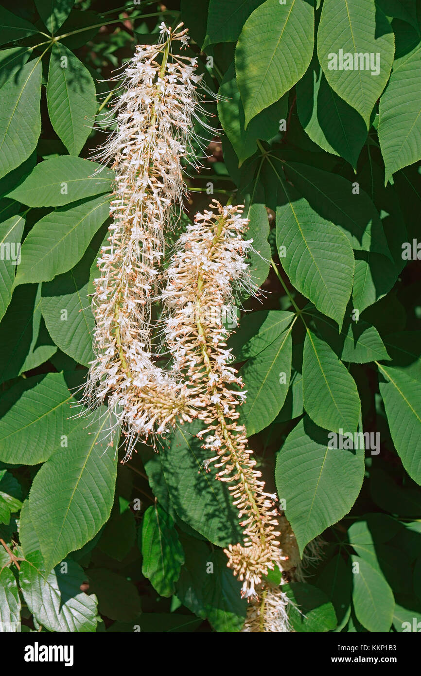 Rogers bottlebrush buckeye (Aesculus parviflora var. serotina Rogers