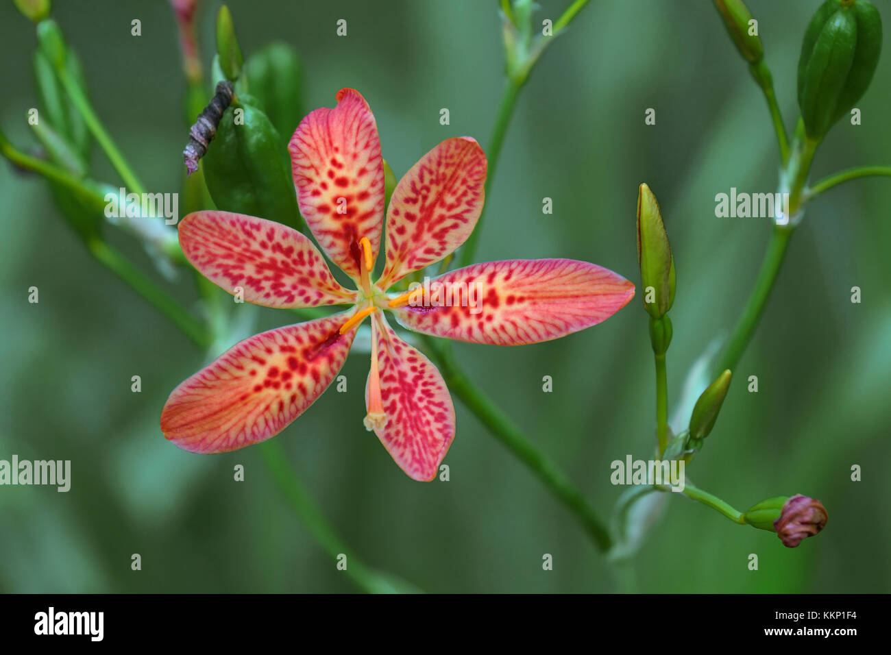 Blackberry lily (Iris domestica). Called Leopard lily and Leopard flower also. Synonym: Belamcanda chinensis Stock Photo