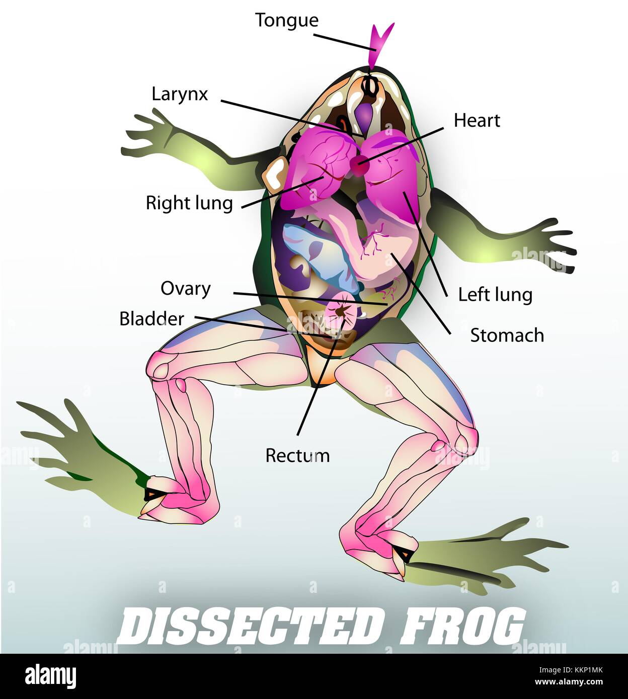 dissected frog Stock Photo
