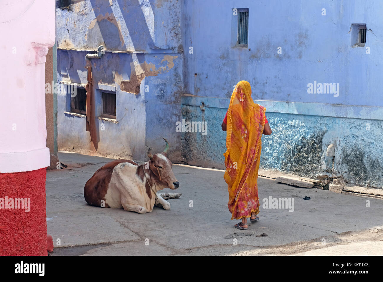 A woman in sari and a cow. The town of Bundi in Rajasthan is known for it's pastel blue buildings Stock Photo