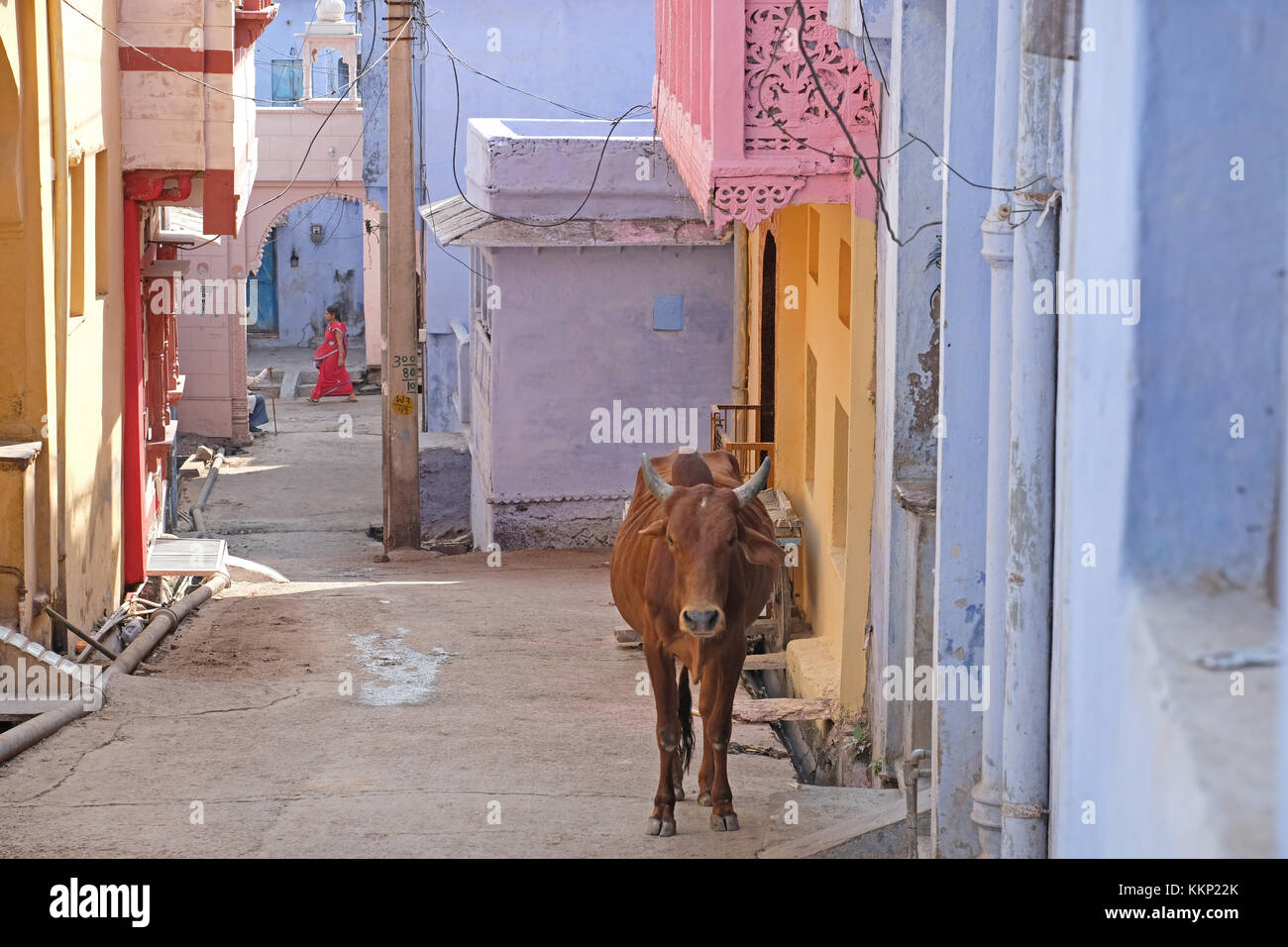 A cow in the streets of Bundi, Rajasthan,India. The town is noted for it's pastel blue buildings Stock Photo