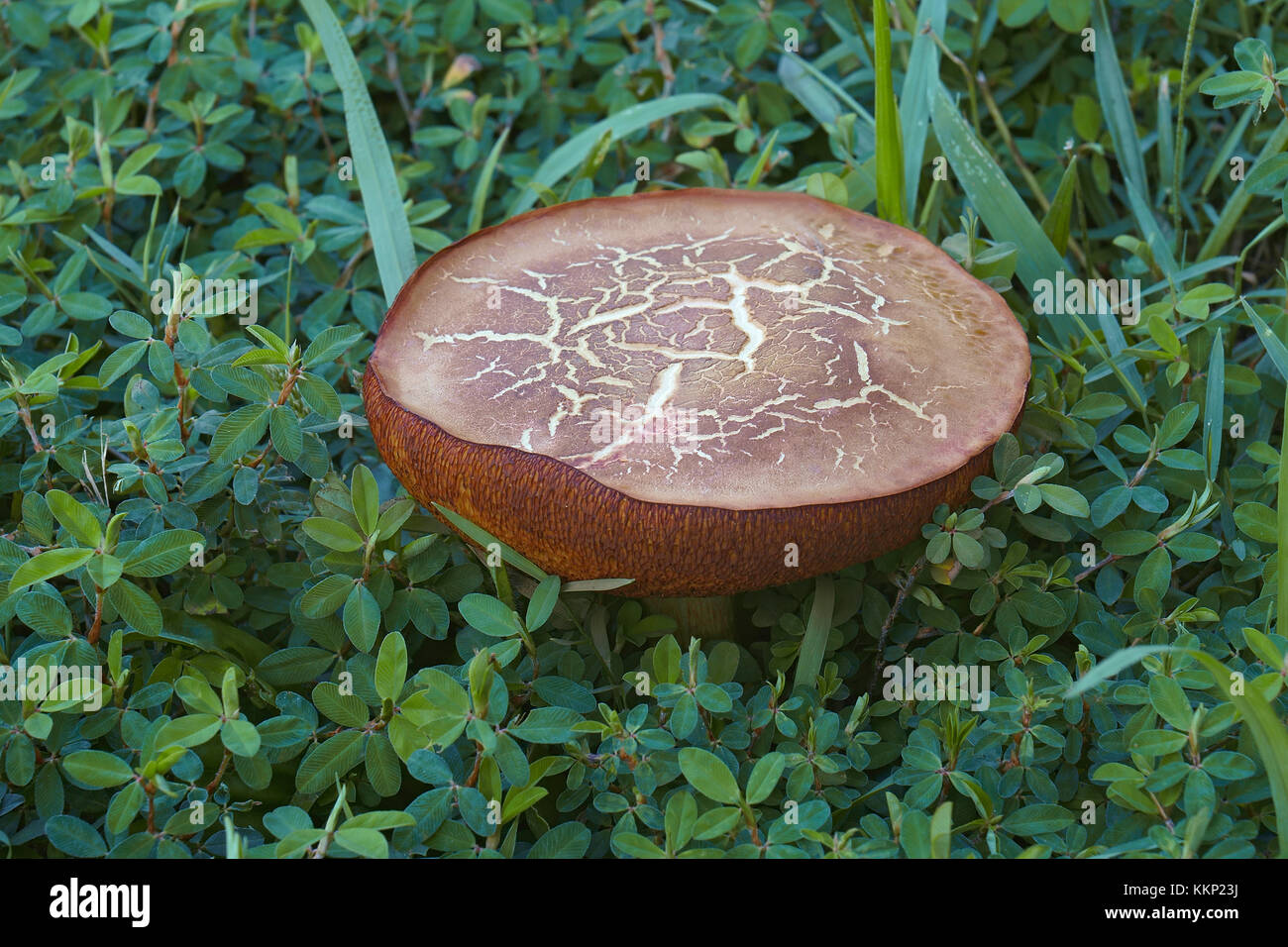 Suede bolete mushroom (Xerocomus subtomentosus). Called Brown and yellow bolete, Boring brown bolete and Yellow-cracked bolete. Synonym: Boletus subto Stock Photo