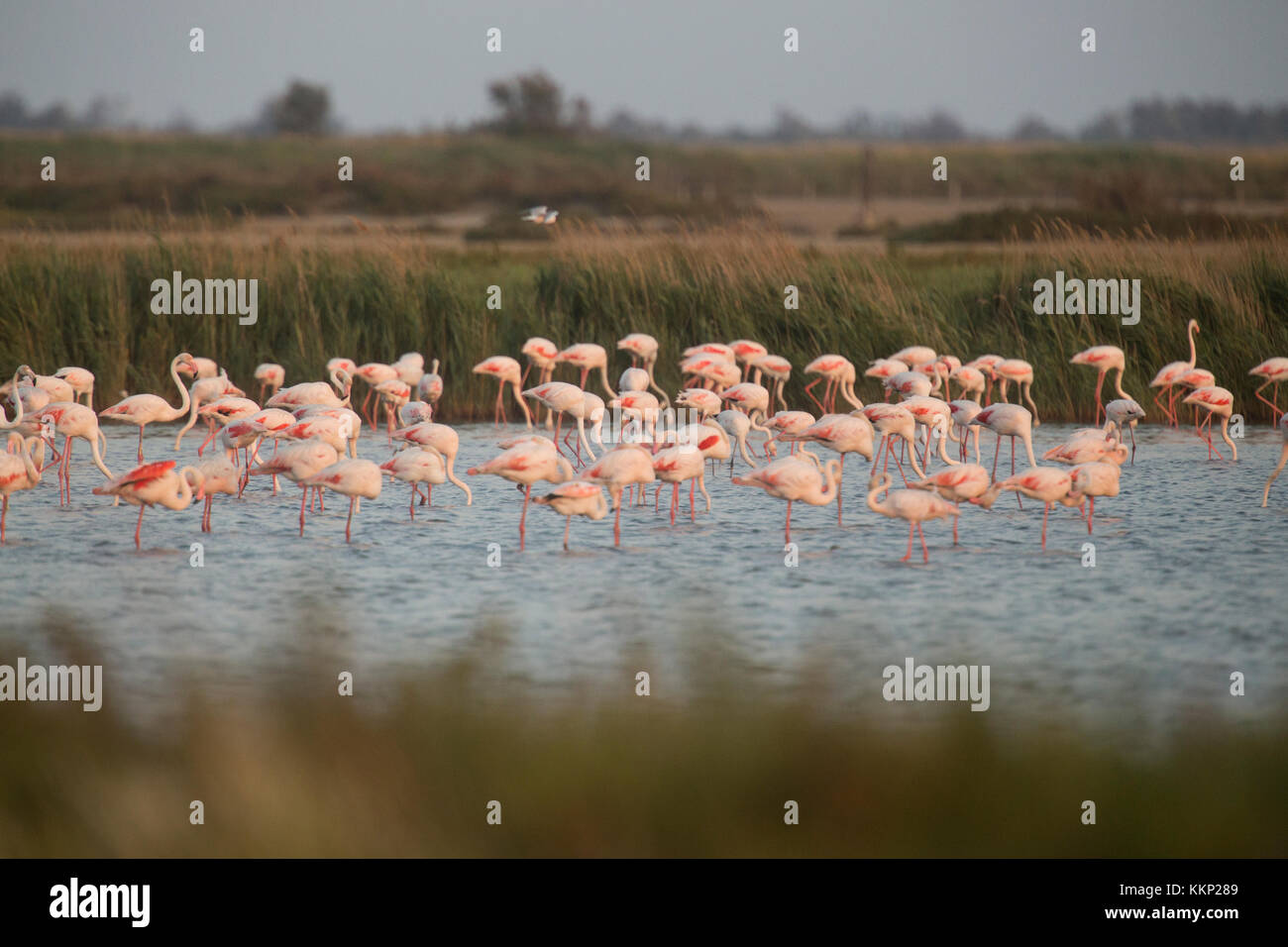 Greater flamingo (Phoenicopterus roseus) flock at Parc naturel régional de Camargue, France Stock Photo