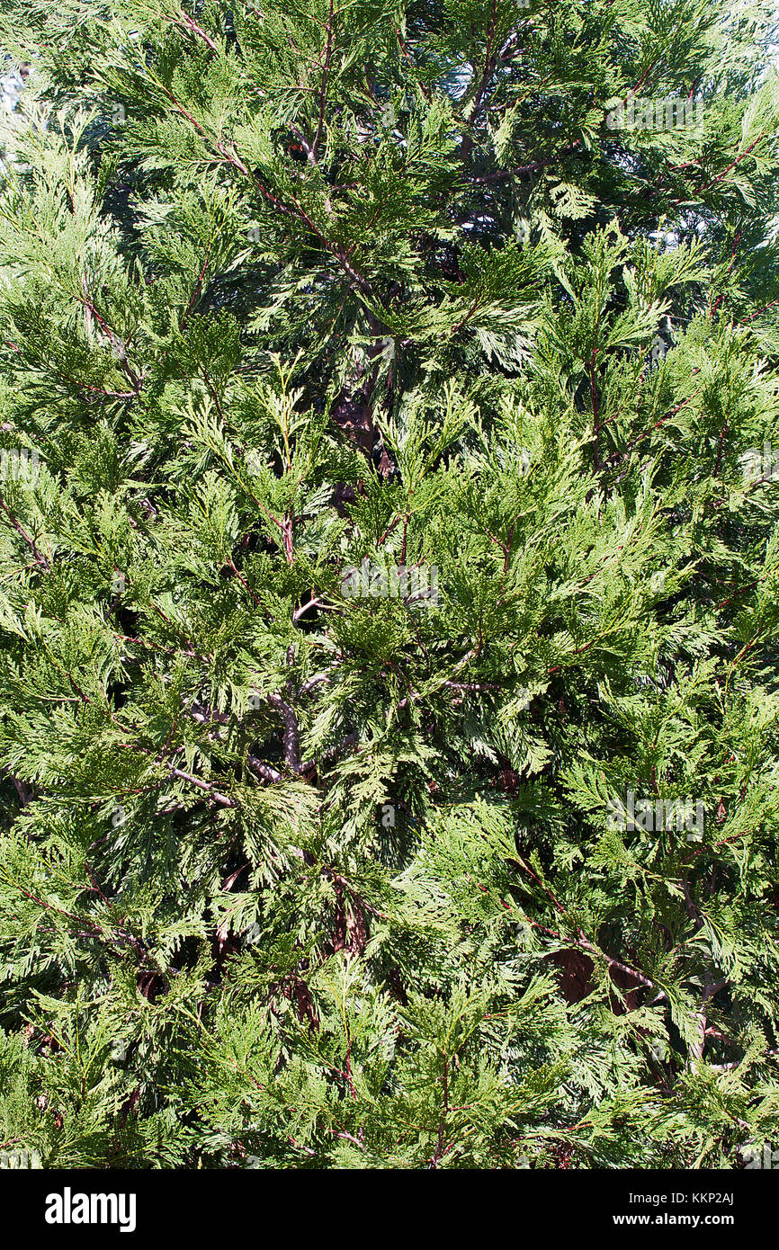 Incense cedar (Calocedrus decurrens Stock Photo Alamy