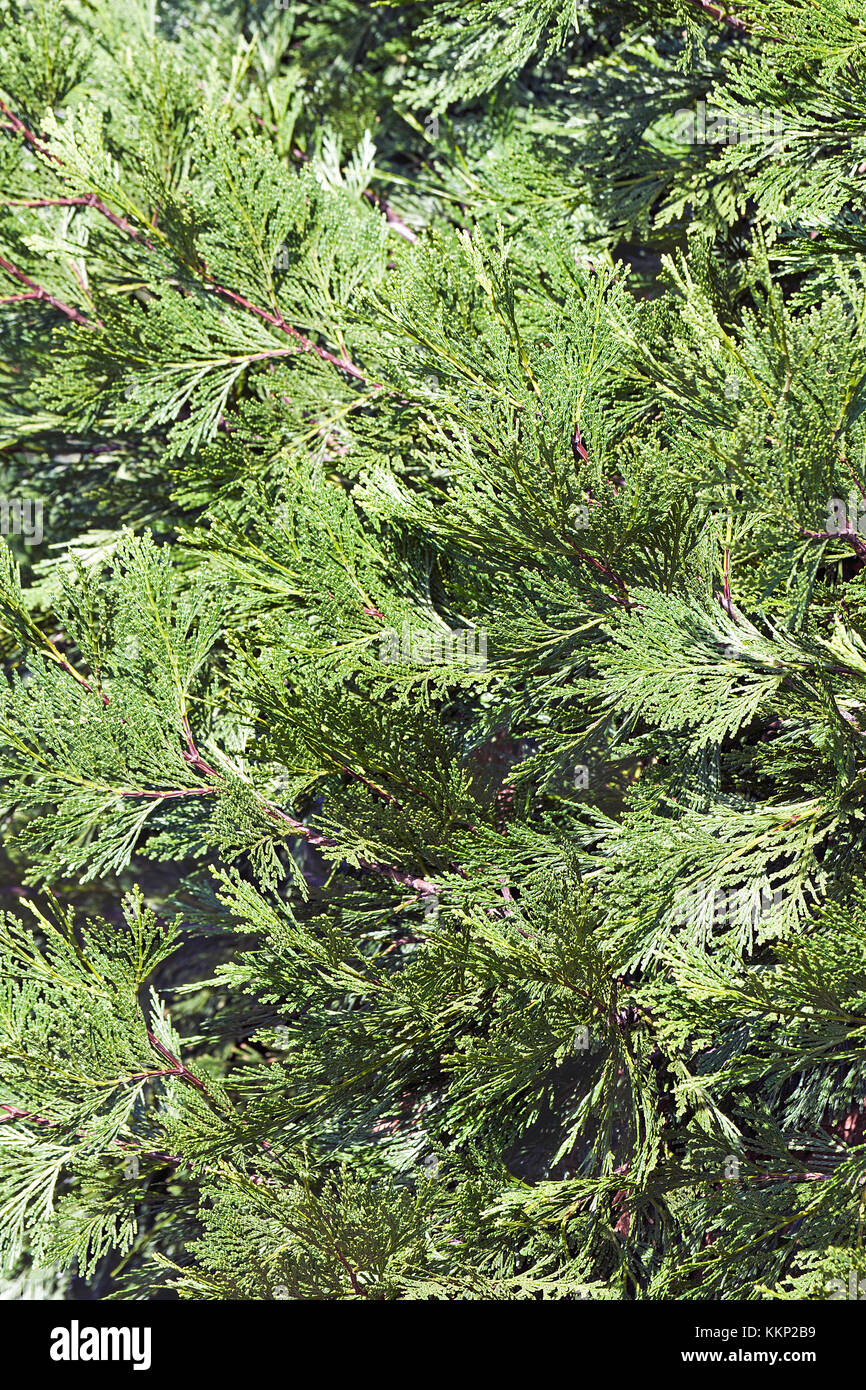 Incense cedar (Calocedrus decurrens Stock Photo Alamy