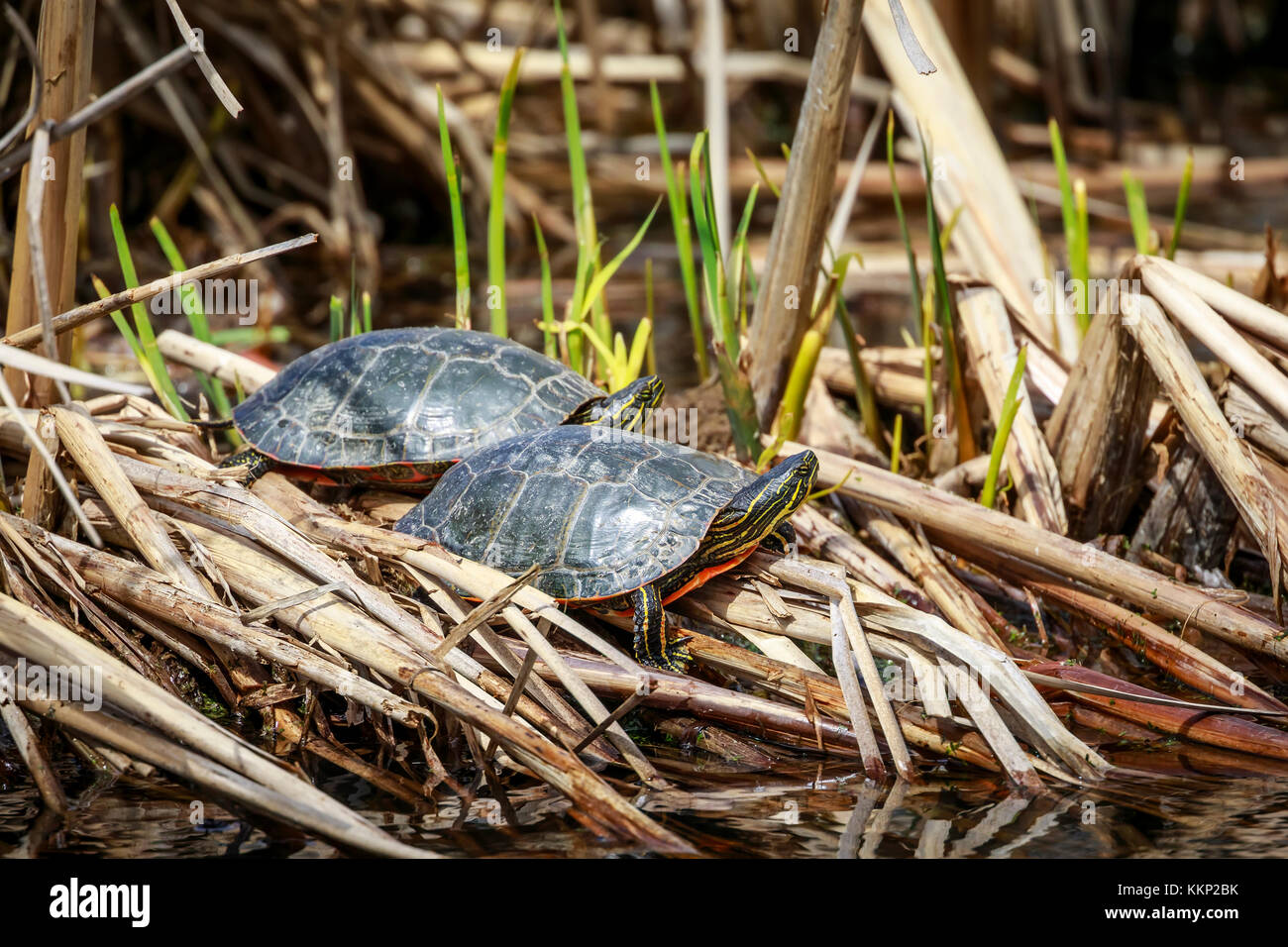 Painted Turtles, Oak Hammock Marsh, Manitoba, Canada. Stock Photo