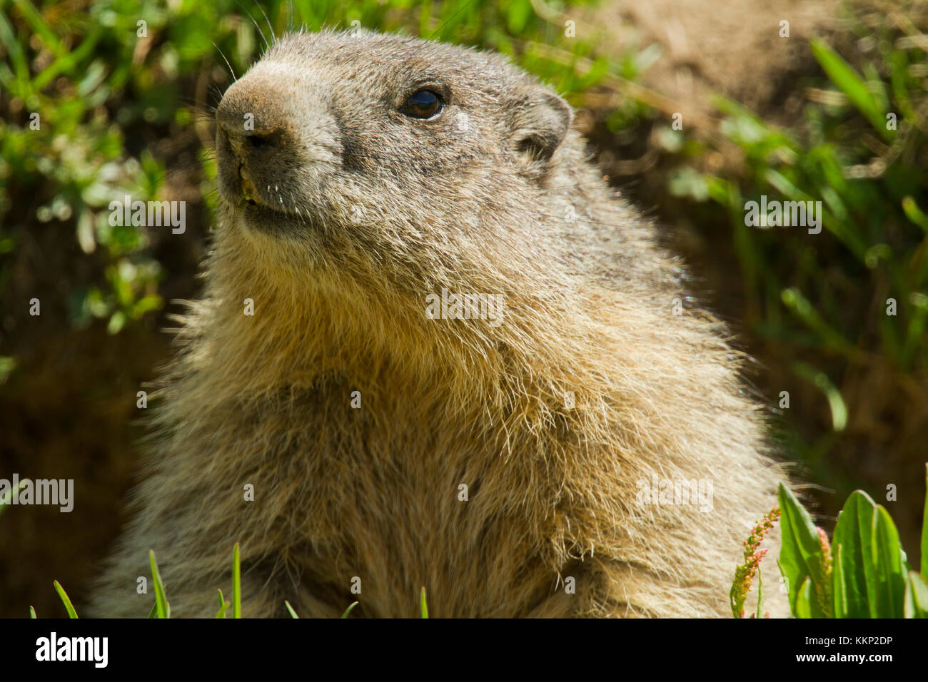 Alpine Marmot (Marmota marmota) in the French Alps Stock Photo