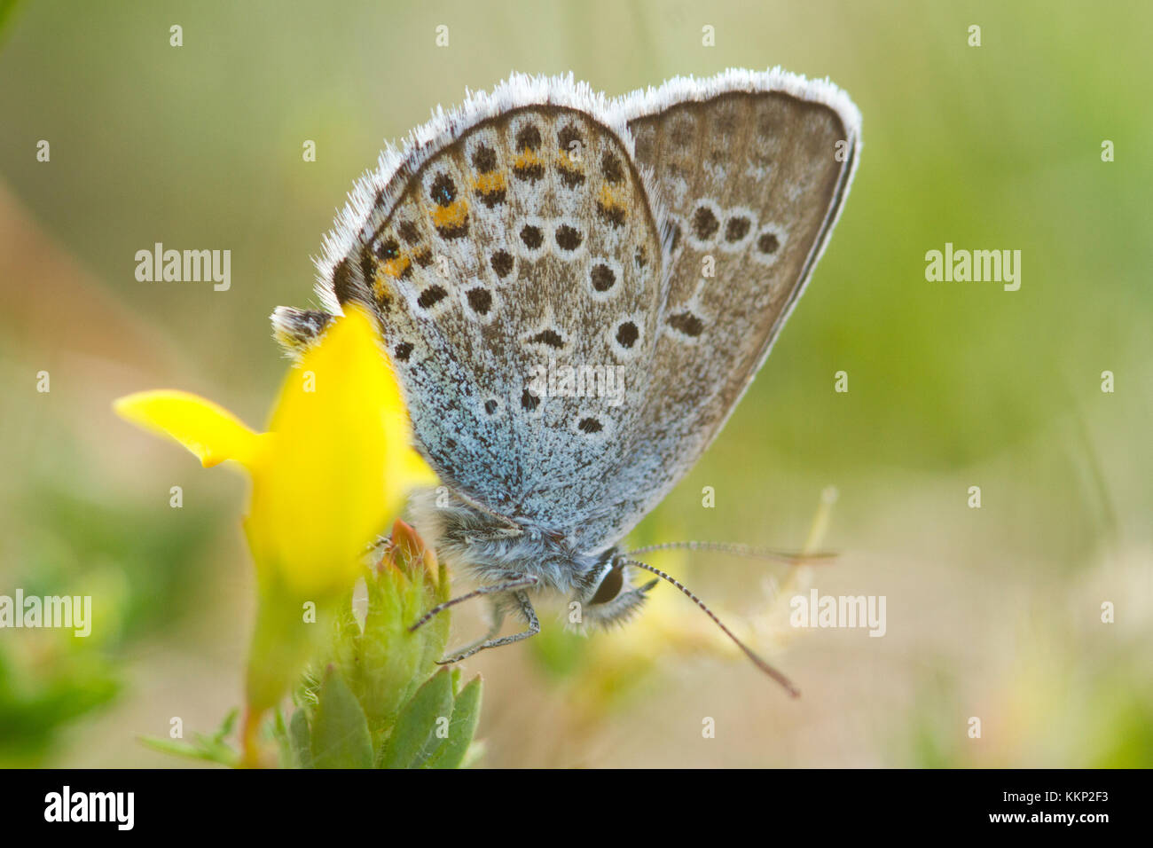 Silver-studded Blue Butterfly (Plebejus argus) in Mercantour National Park, France Stock Photo