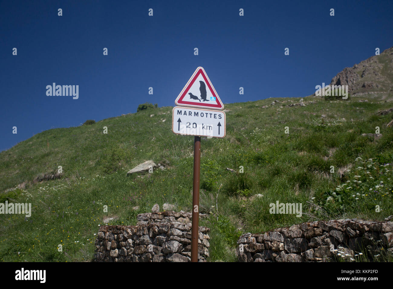 French road sign warning of Marmots near road, Mercantour National Park Stock Photo