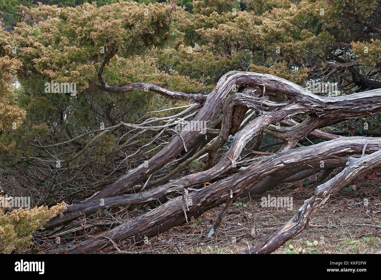 Savin juniper (Juniperus sabina). Called Savin also Stock Photo
