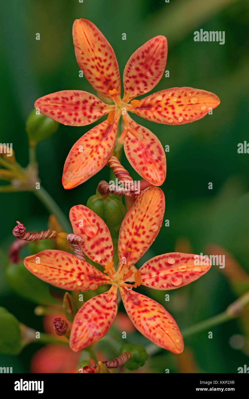 Blackberry lily (Iris domestica). Called Leopard lily and Leopard flower also. Synonym: Belamcanda chinensis Stock Photo