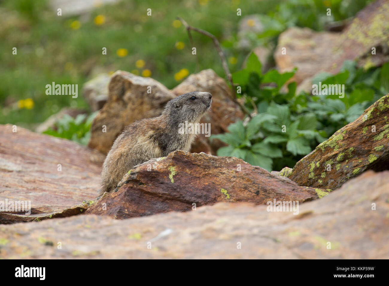 Alpine Marmot (Marmota marmota) in the French Alps Stock Photo
