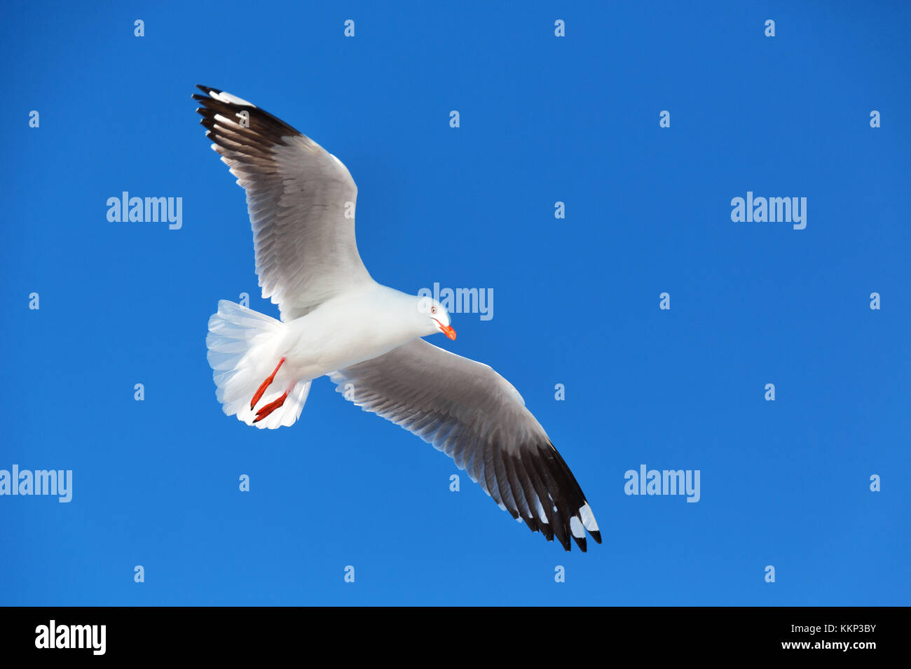in australia a white free seagull flying in the clear sky Stock Photo ...