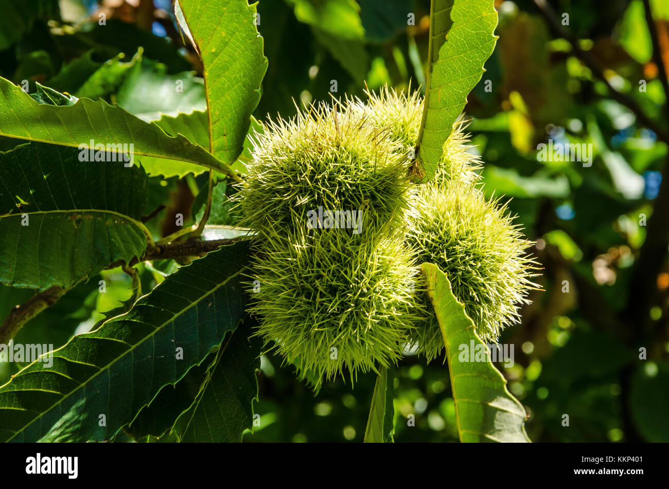 The chestnut (Castanea) group is a genus of eight or nine species of deciduous trees and shrubs in the beech family Fagaceae. Stock Photo