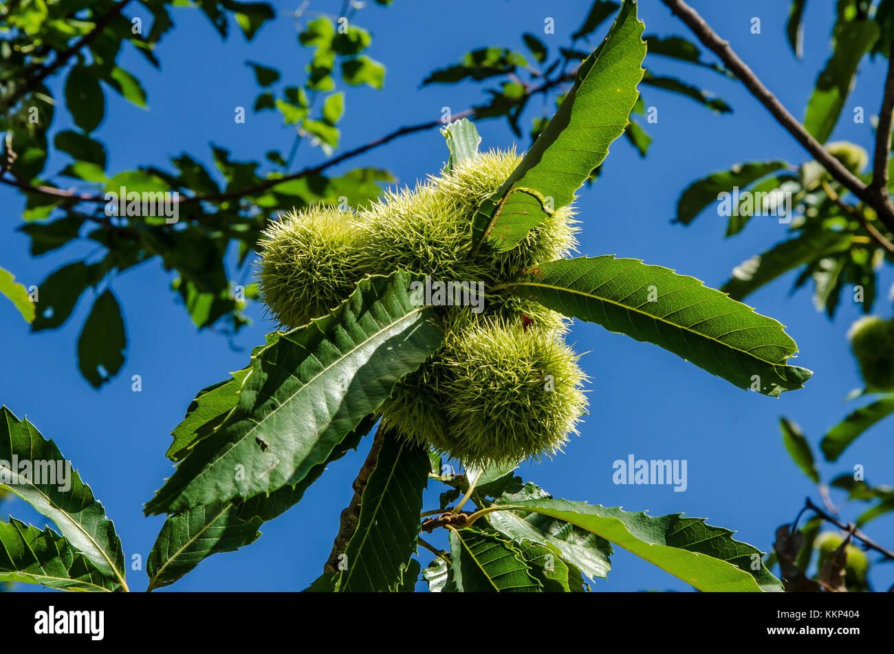 The chestnut (Castanea) group is a genus of eight or nine species of deciduous trees and shrubs in the beech family Fagaceae. Stock Photo