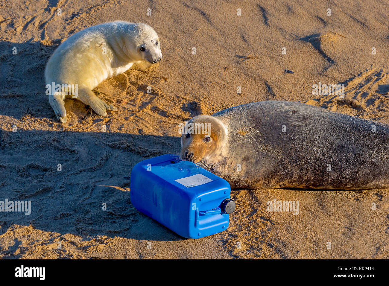 Bioplastics hires stock photography and images Alamy