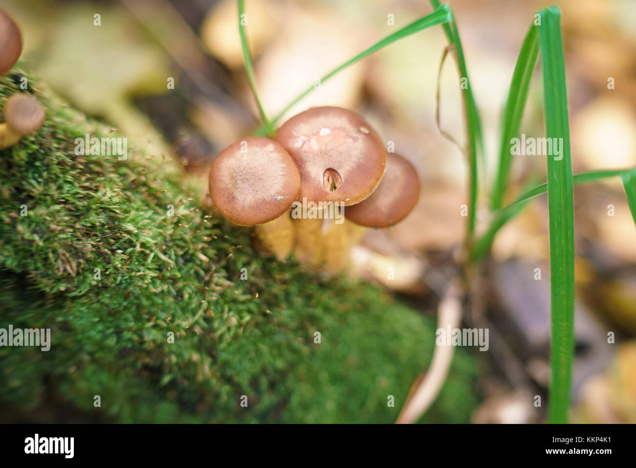 the hairy mushrooms on the stump and moss on a stump in the autumn