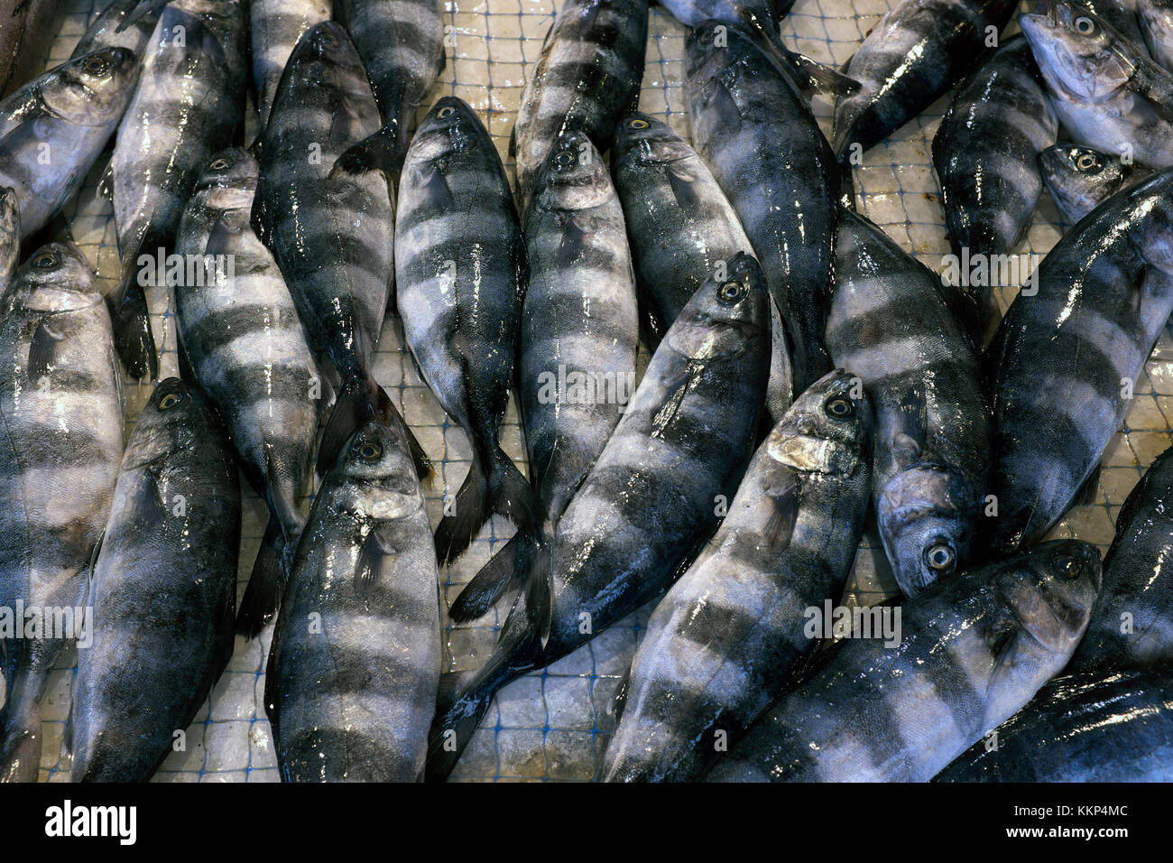 Pilot fish (Naucrates ductor) in a market, Ortygia, Sicily Stock Photo