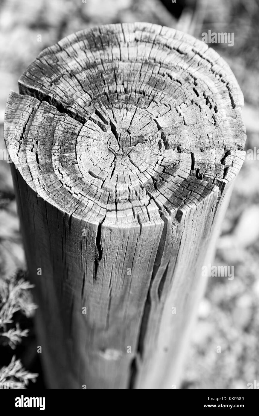 abstract texture of a surface tree like background grain Stock Photo