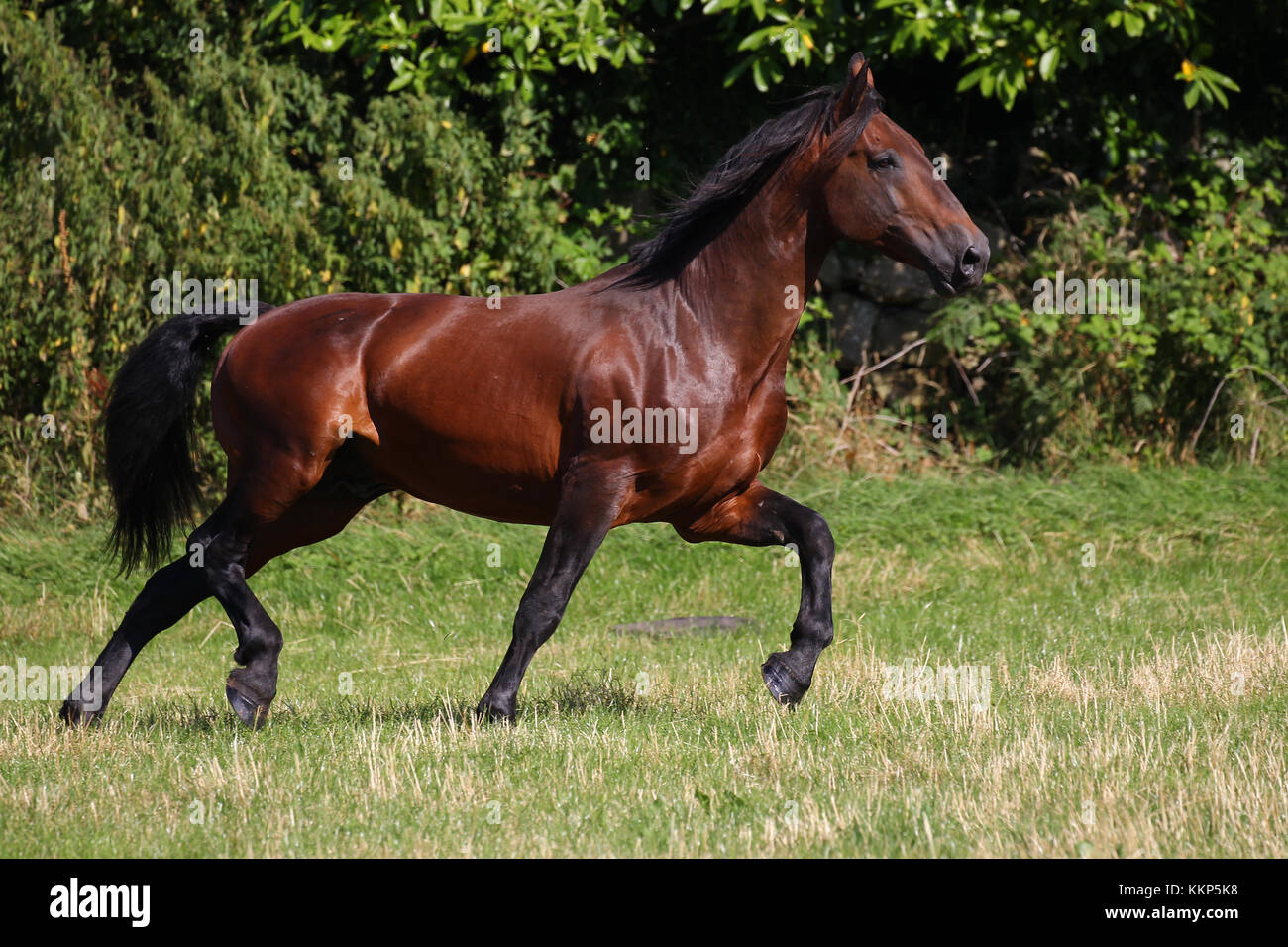 cleveland-bay-horse-hi-res-stock-photography-and-images-alamy