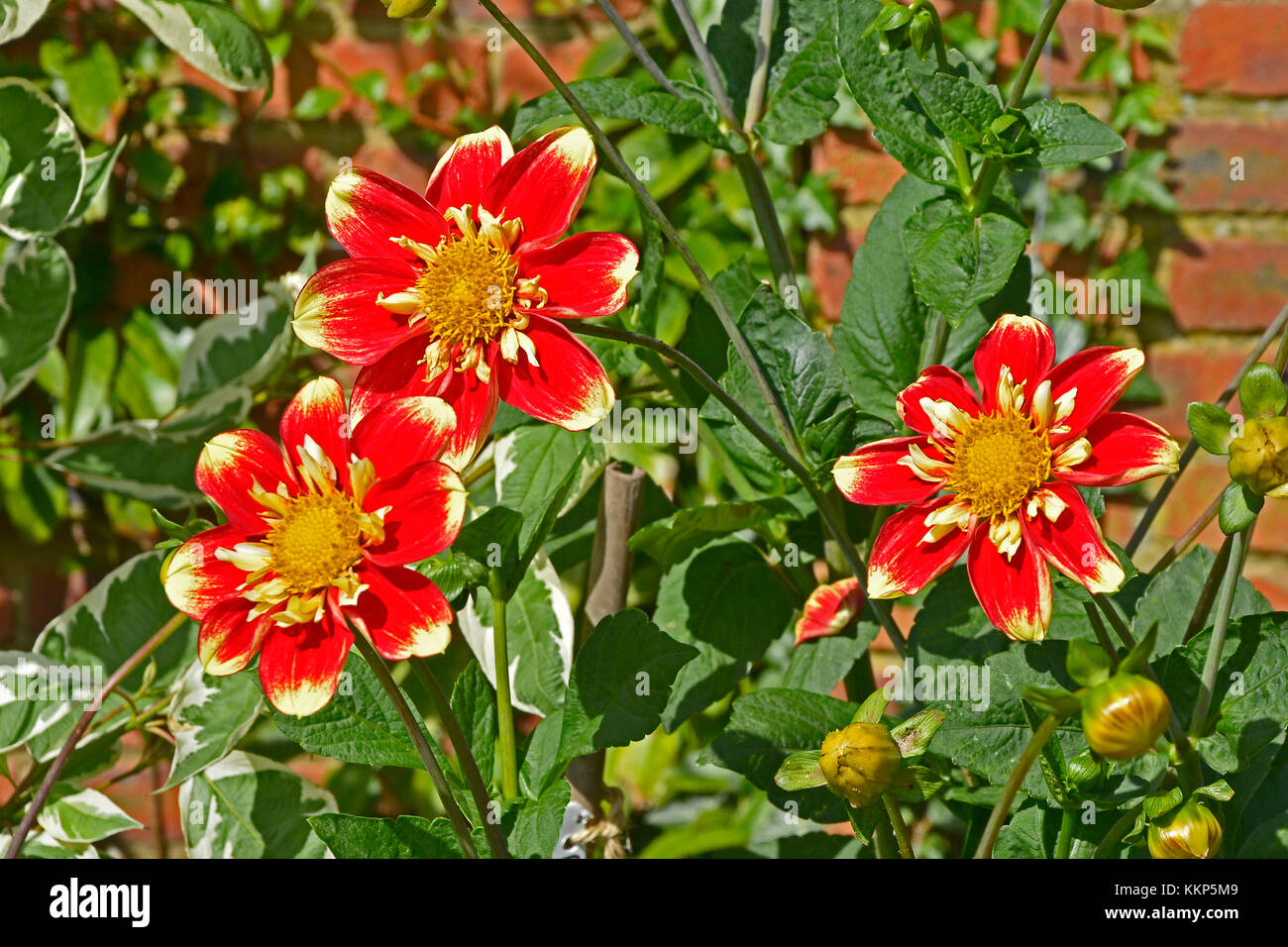 Flowering Dahlia Collerette 'Danum Torch' in a garden border Stock Photo