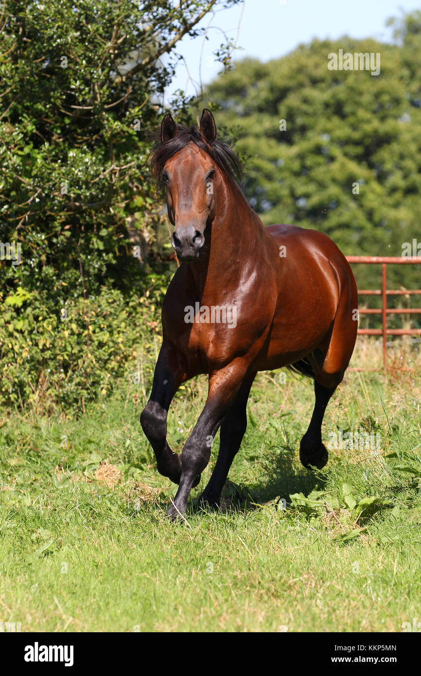 Cleveland Bay Stallion Stock Photo Alamy