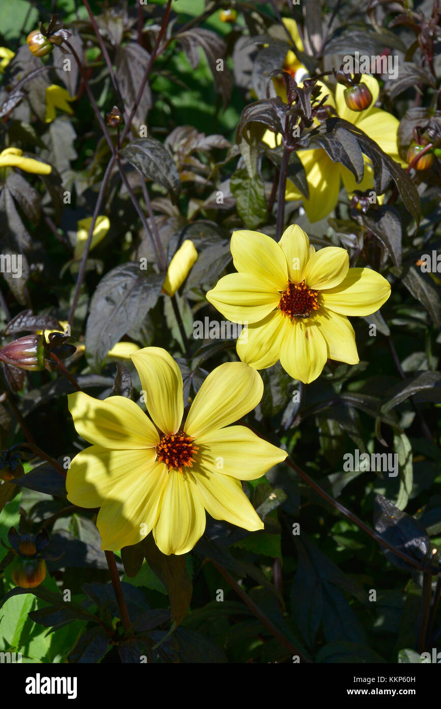 Flowering Dahlia 'Knock Out ' in a garden border Stock Photo
