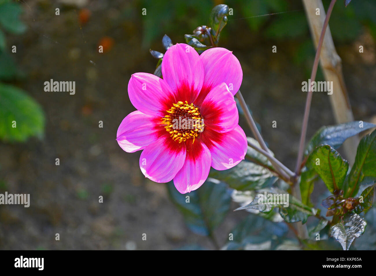 Flowering Dwarf Dahlia 'Happy Single Wink' in a garden border Stock Photo