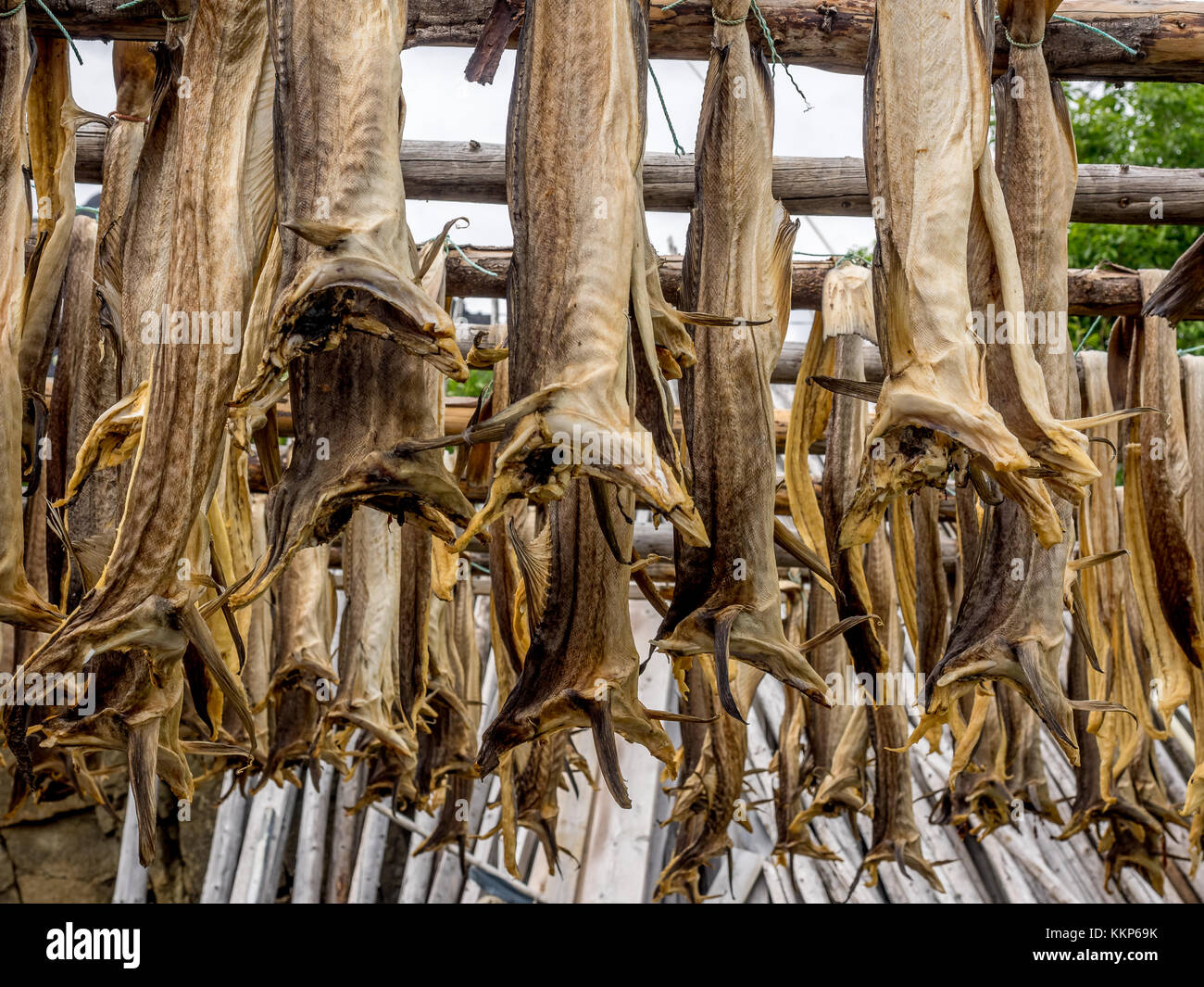 Dry Stockfish (1 Pc)