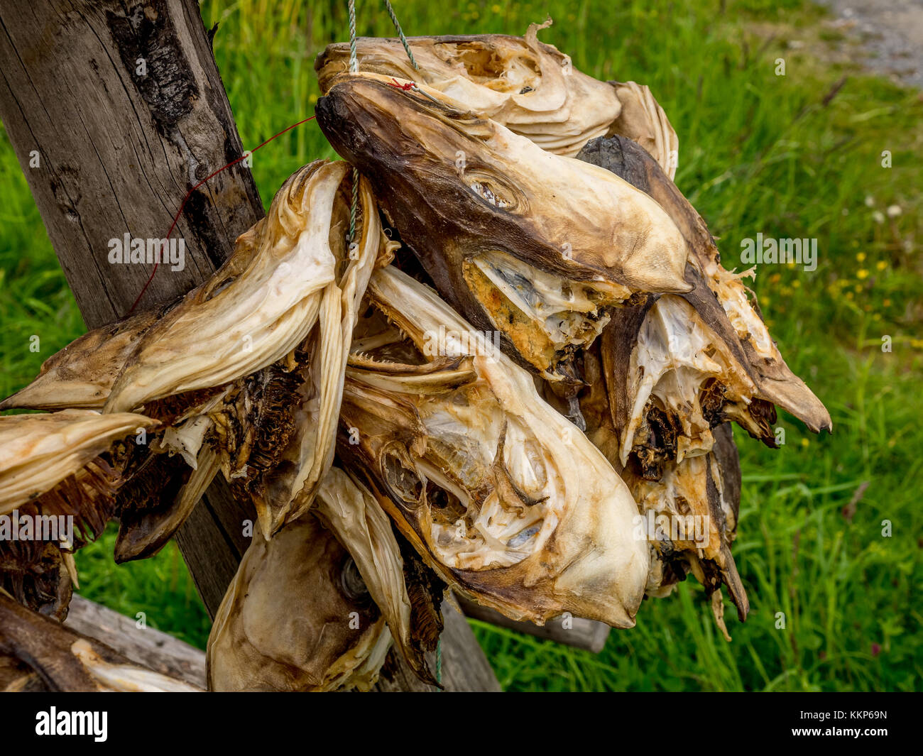 Stockfish Is Unsalted Fish Especially Cod Dried By Cold Air Stock