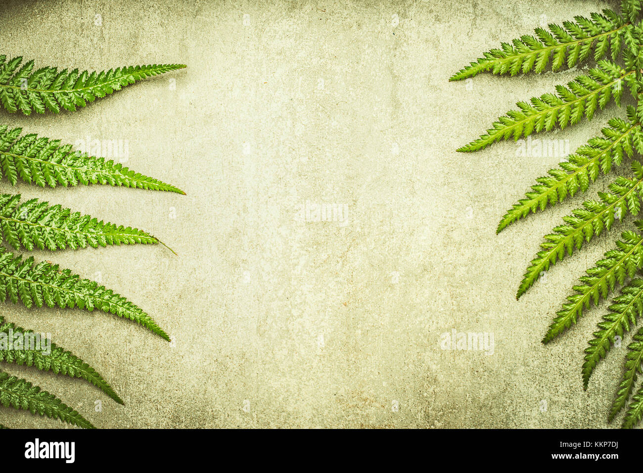 Nature background with green fern leaves, top view, frame Stock Photo