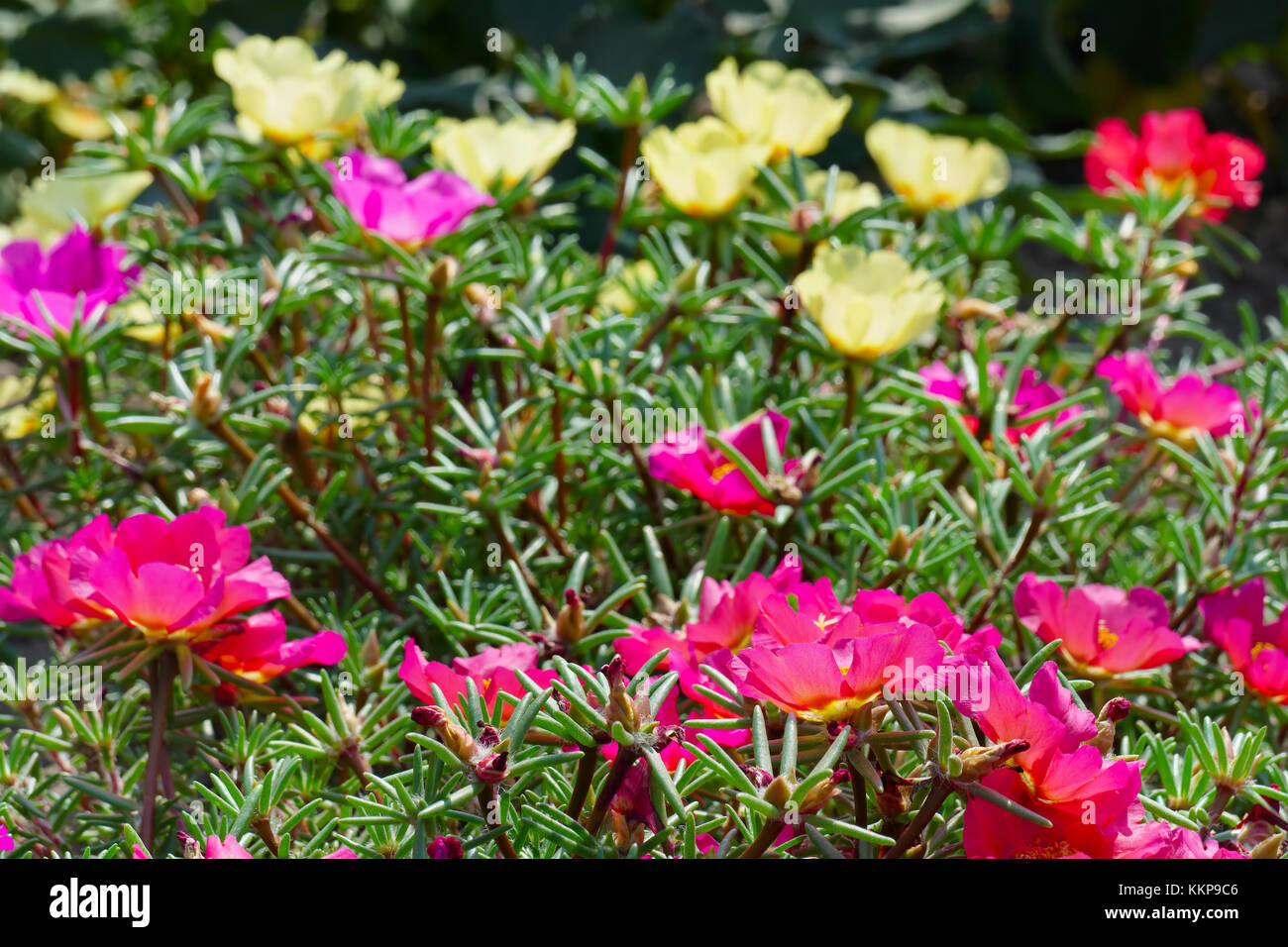 Bright flowers purslane in the flowerbed in the park. Focus on the foreground. Shallow depth of field. Stock Photo