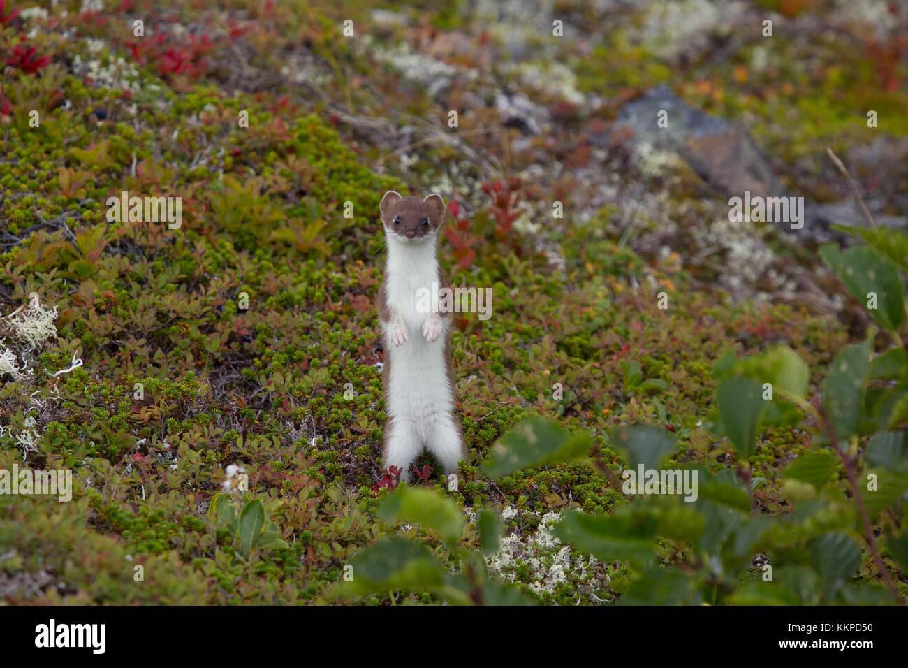 An ermine stoat stands alert on the tundra at the Katmai National Park and Preserve August 26, 2017 in King Salmon, Alaska.  (photo by Anela Marie Ramos via Planetpix) Stock Photo
