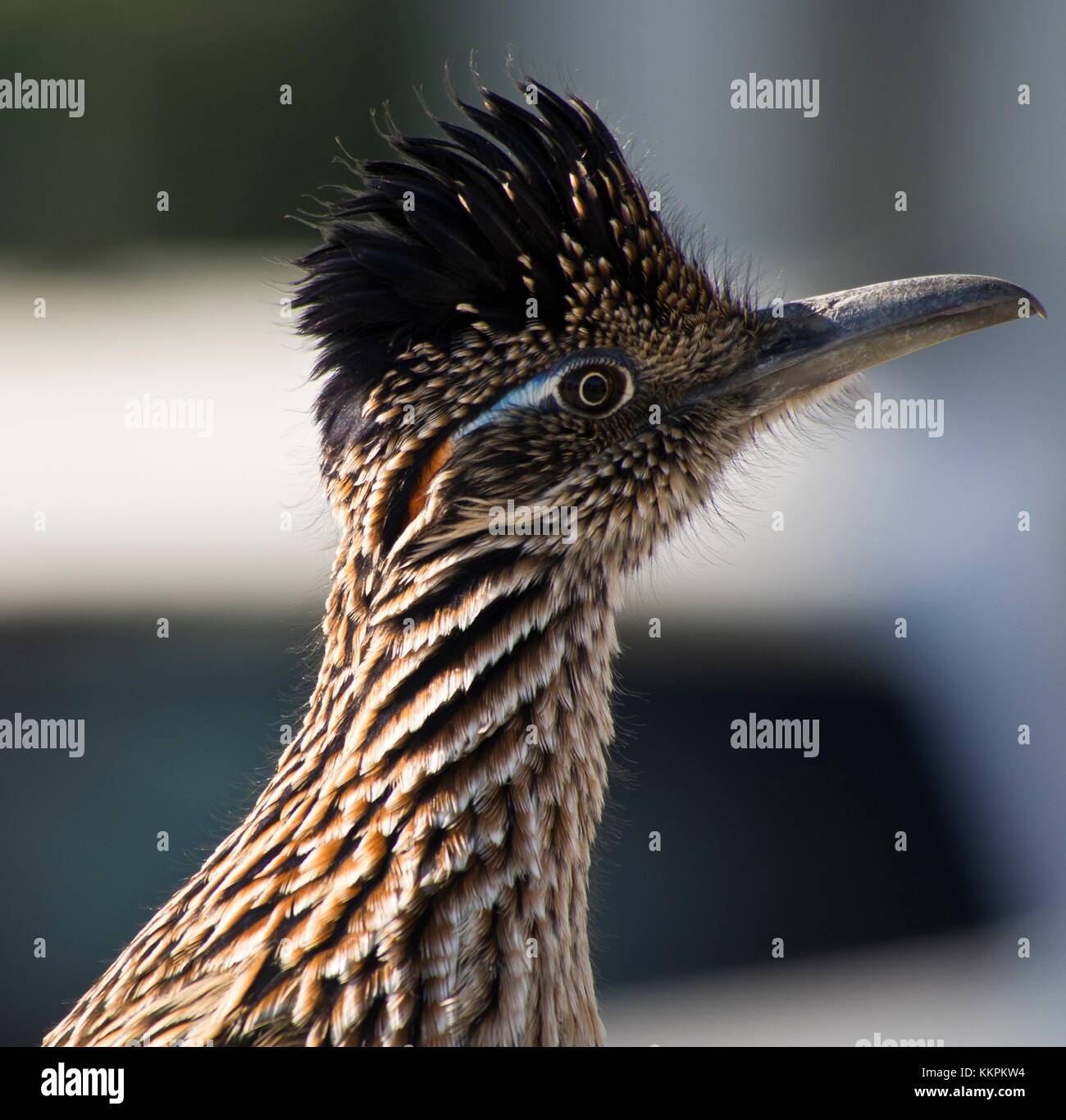 A greater roadrunner bird at the Joshua Tree National Park December 5