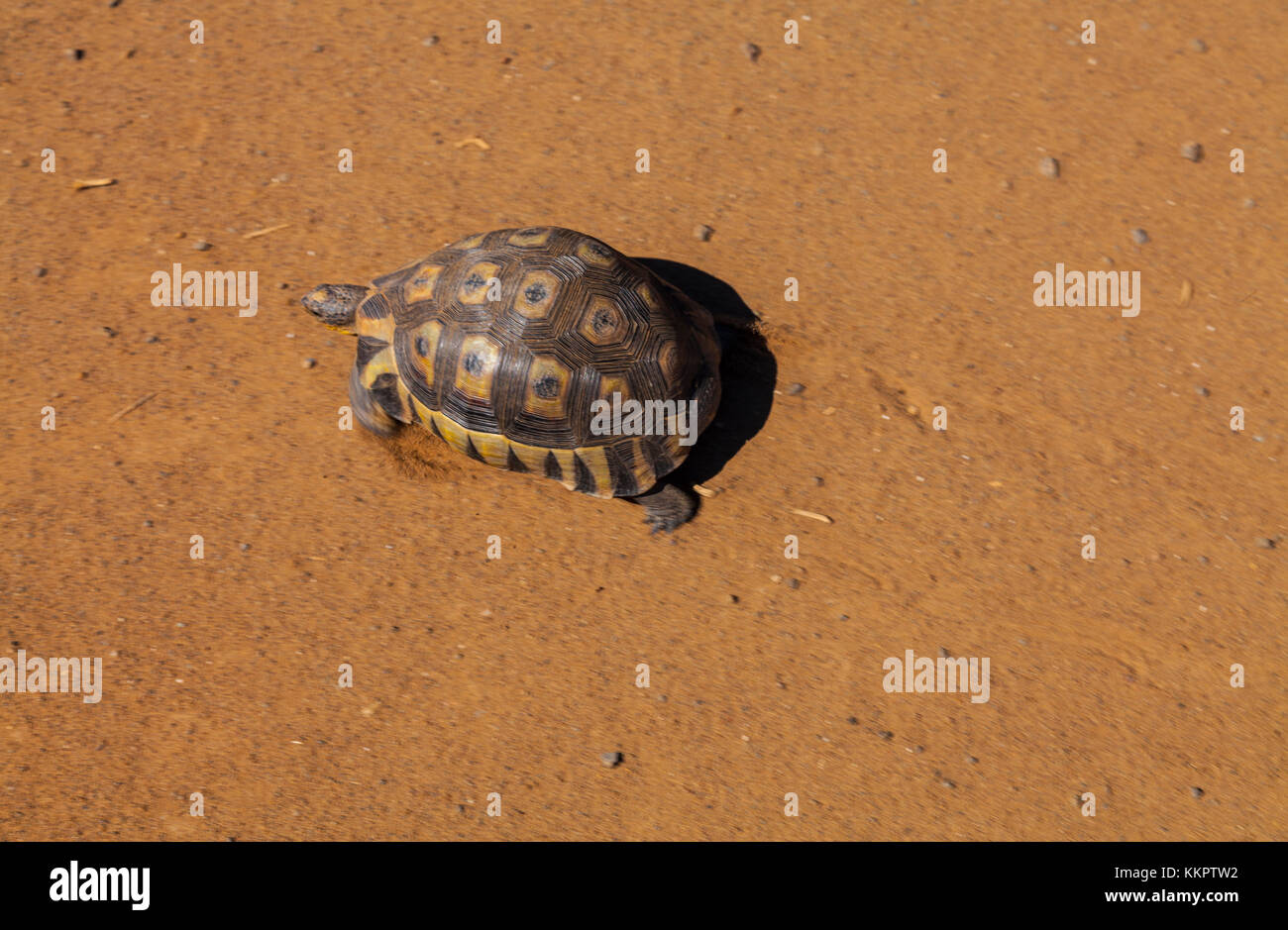 Turtle, Doringbaai, Western Cape province, South Africa, Africa Stock
