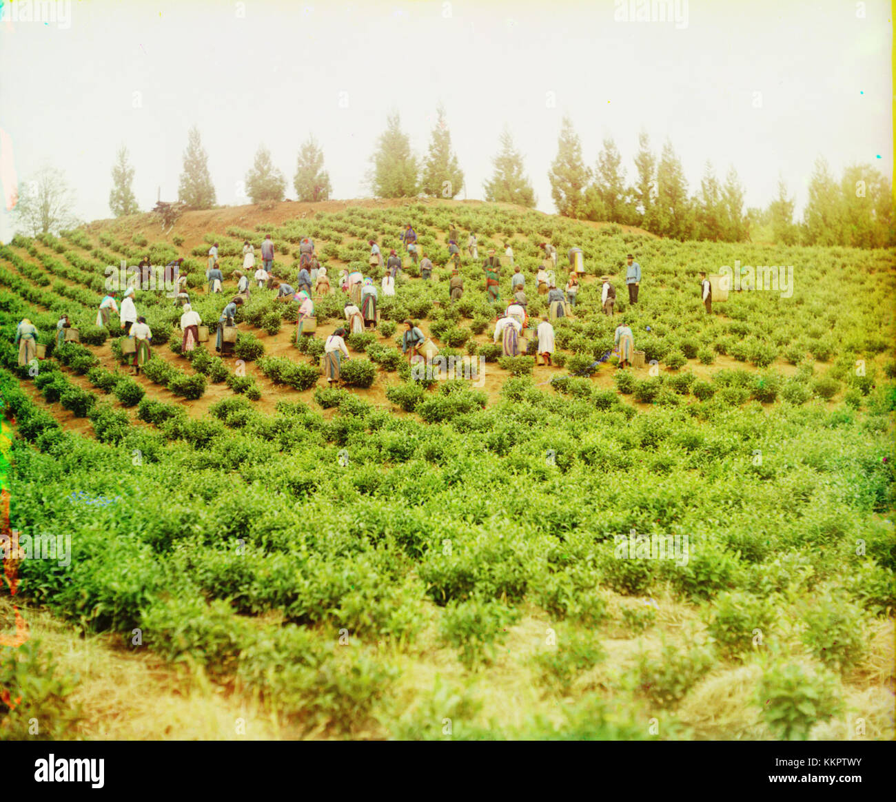 Photograph capturing the process of tea harvesting in Chakva, Georgia ...