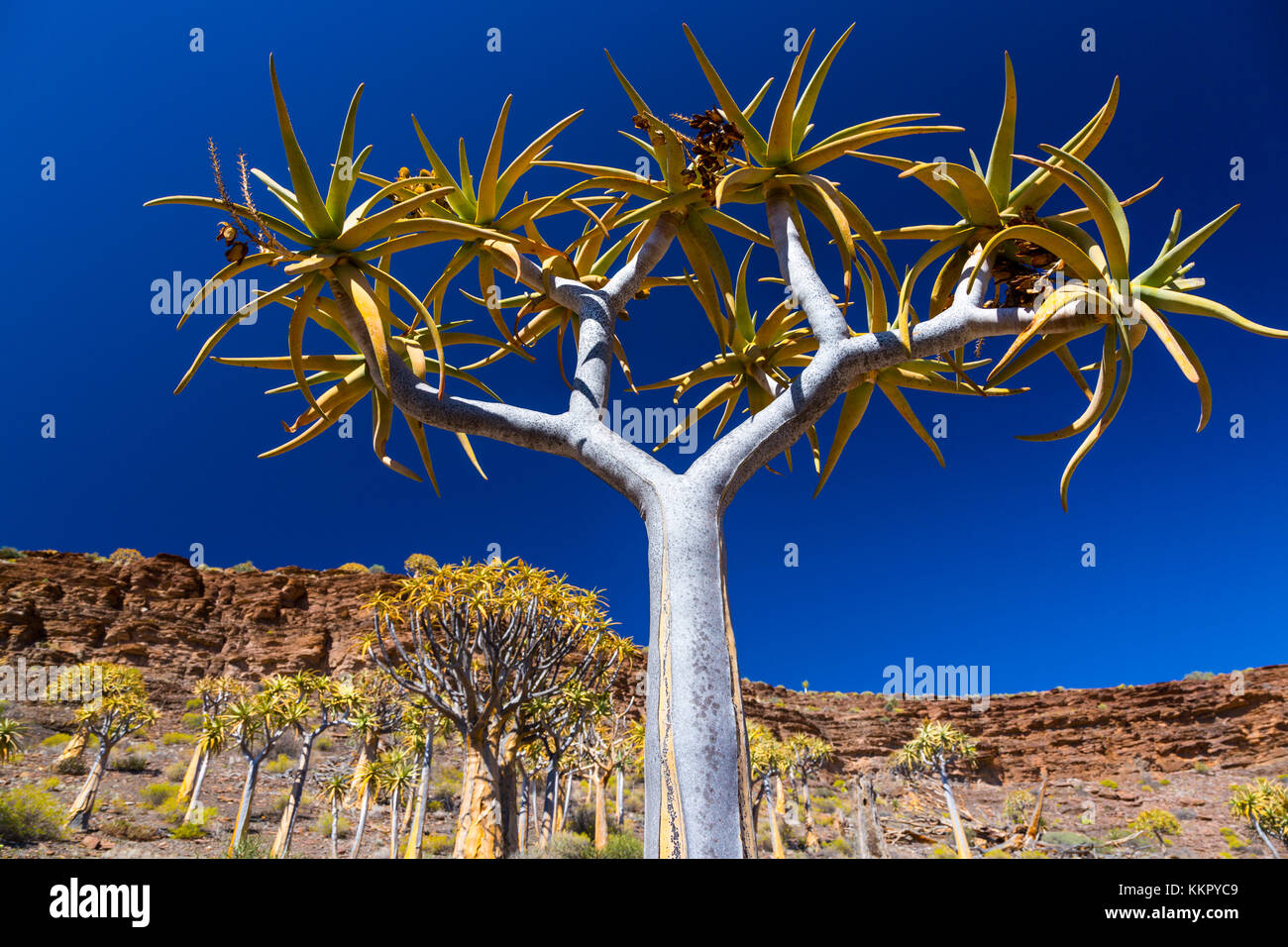Kiver Tree - Kokerboom Forest, Nieuwoudtville, Namaqualand, Northern ...